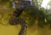  tentacled snake for sale