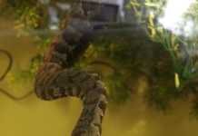 Trusted Sources for Ball Pythons & Rare Tentacled Snakes for Sale tentacled snake for sale