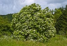 The Oldest Trees on Earth and What They Can Teach Us About Health Sambucus nigra