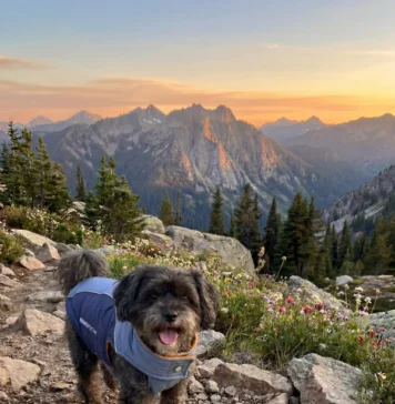 Best Dog Coats for Winter Walks and Cold Weather canine clothing