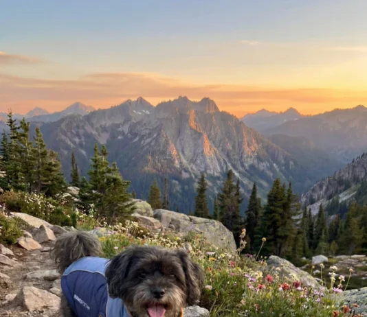 Best Dog Coats for Winter Walks and Cold Weather canine clothing