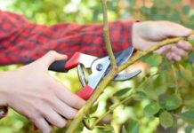 When Is the Best Time to Trim Trees in North Alabama? Alabama pruning recommendations